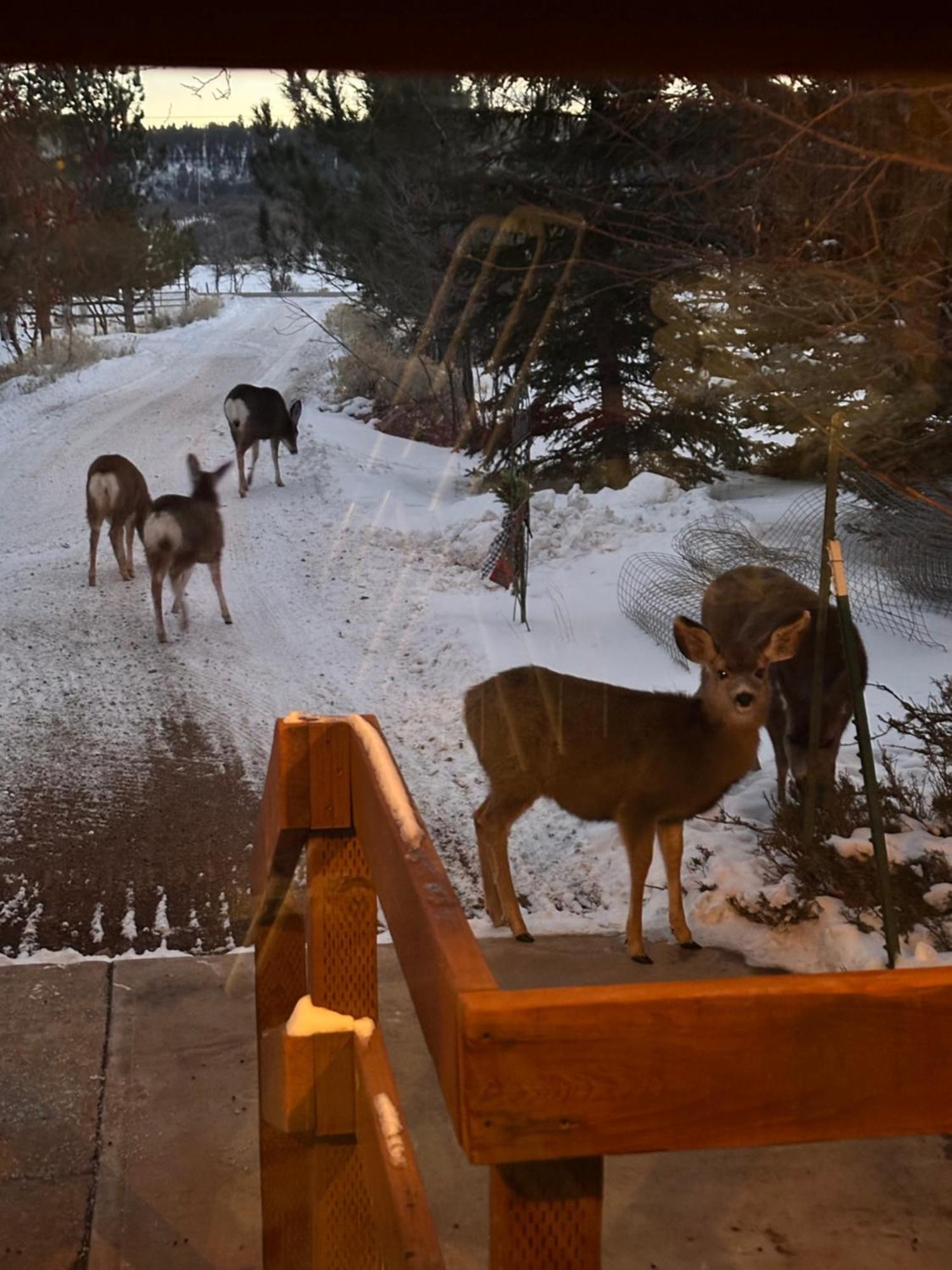 Mount Peale Country Inn La Sal Zewnętrze zdjęcie